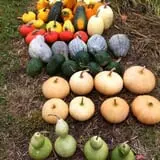 Harris Hill Farm Pumpkin Patch & Hayride photo