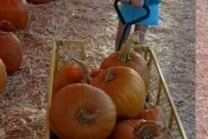 The Pumpkin Patch