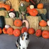 Chesebrough Farm photo