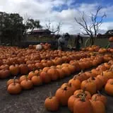 Chesebrough Farm photo