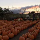 Chesebrough Farm photo