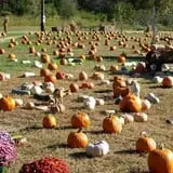 Whiteman Air Force Base Pixie Pumpkin Patch photo