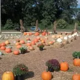 Whiteman Air Force Base Pixie Pumpkin Patch photo