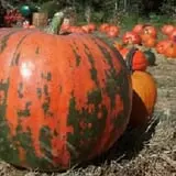 Whiteman Air Force Base Pixie Pumpkin Patch photo