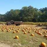 Whiteman Air Force Base Pixie Pumpkin Patch photo