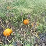Whiteman Air Force Base Pixie Pumpkin Patch photo