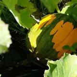 Whiteman Air Force Base Pixie Pumpkin Patch photo