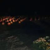 Whiteman Air Force Base Pixie Pumpkin Patch photo