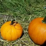 Whiteman Air Force Base Pixie Pumpkin Patch photo