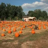 Whiteman Air Force Base Pixie Pumpkin Patch photo
