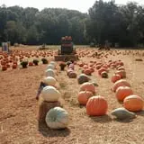 Whiteman Air Force Base Pixie Pumpkin Patch photo