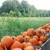 Whiteman Air Force Base Pixie Pumpkin Patch photo