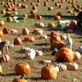 Whiteman Air Force Base Pixie Pumpkin Patch photo