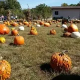 Whiteman Air Force Base Pixie Pumpkin Patch photo