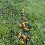 Whiteman Air Force Base Pixie Pumpkin Patch photo