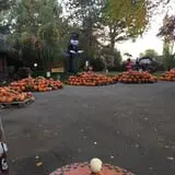 Jeremy's Pumpkins photo