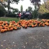 Jeremy's Pumpkins photo