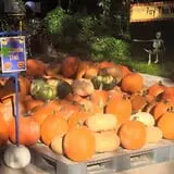 Jeremy's Pumpkins photo