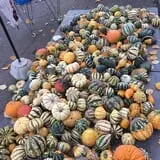 Jeremy's Pumpkins photo