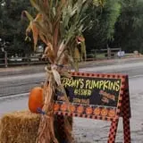 Jeremy's Pumpkins photo