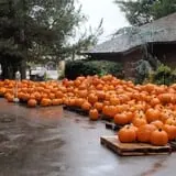 Jeremy's Pumpkins photo
