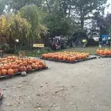 Jeremy's Pumpkins photo