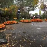 Jeremy's Pumpkins photo