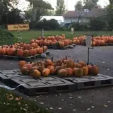 Jeremy's Pumpkins photo