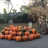 Jeremy's Pumpkins photo