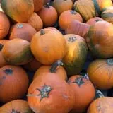 Jeremy's Pumpkins photo