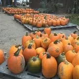 Jeremy's Pumpkins photo