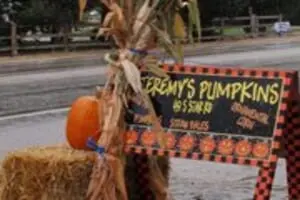Jeremy's Pumpkins