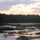 Leeds Point Pine Barrens photo