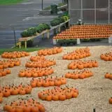 Rose Orchards Corn Maze & Pumpkin Patch photo