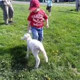 Rose Orchards Corn Maze & Pumpkin Patch photo