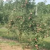 Rose Orchards Corn Maze & Pumpkin Patch photo