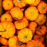 Rose Orchards Corn Maze & Pumpkin Patch photo