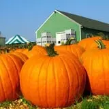 Rose Orchards Corn Maze & Pumpkin Patch photo