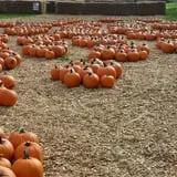 Rose Orchards Corn Maze & Pumpkin Patch photo