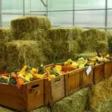 Rose Orchards Corn Maze & Pumpkin Patch photo