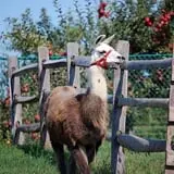 Rose Orchards Corn Maze & Pumpkin Patch photo