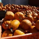 Country Mill Orchard & Cider Mill photo