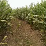 Farmer J's World Record Corn Maze photo
