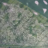 Farmer J's World Record Corn Maze photo