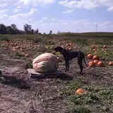 Tom's Pumpkin Farm photo