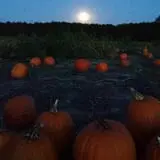 Tom's Pumpkin Farm photo