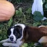Tom's Pumpkin Farm photo