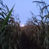 Tom's Pumpkin Farm photo