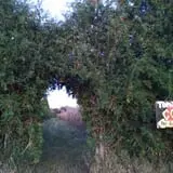 Tom's Pumpkin Farm photo