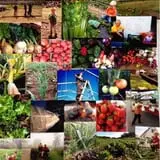 Alewives Brook Farm - Pumpkin Patch by the Sea photo